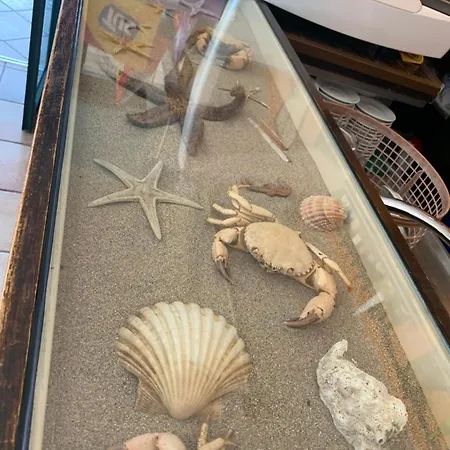 Conero-alba Al Mare-delfino-1 Min A Piedi Dal Mare * Porto Potenza Picena